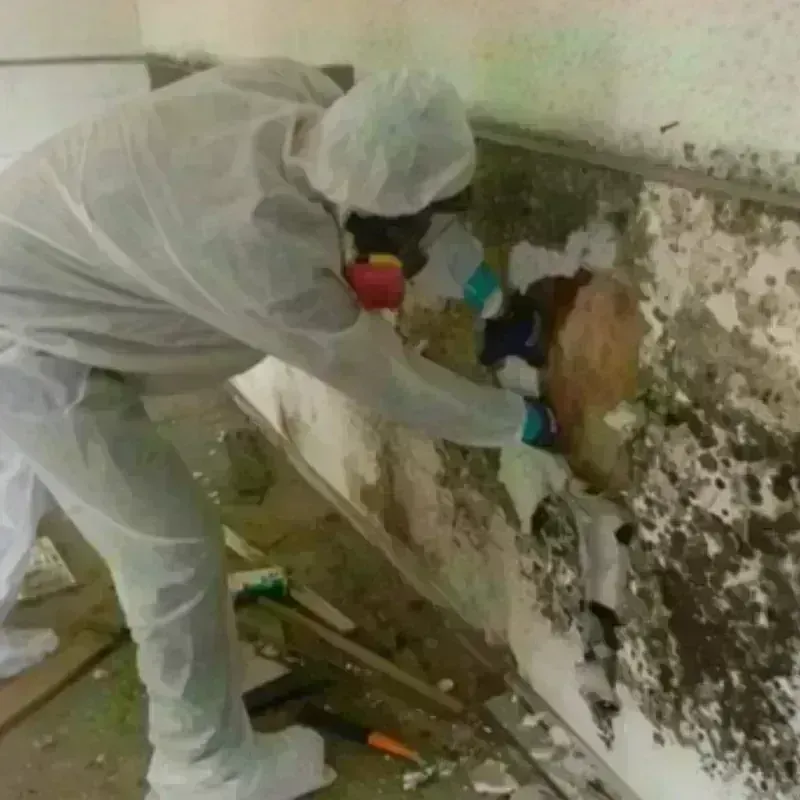 Mold Remediation and Removal in Maricao, PR